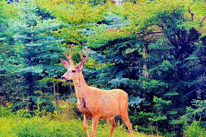 Private tour-Best of Banff: A Signature Journey in the Rocky(3HR) - Surprise Corner: the quick Fairmont photo stop