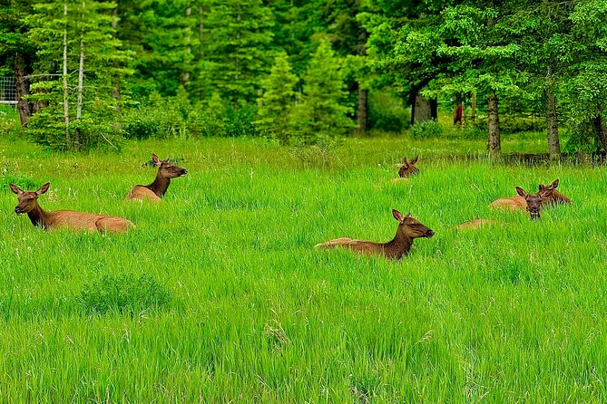 Private tour-Best of Banff: A Signature Journey in the Rocky(3HR) - Fairmont Banff Springs Hotel: a historic centerpiece for your final photos
