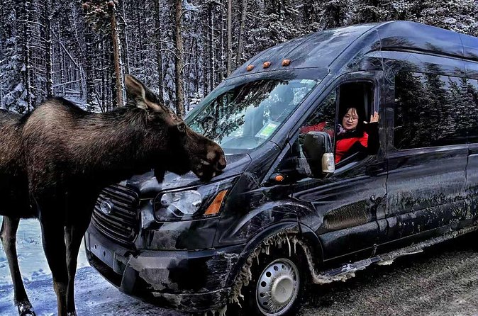 Shuttle from Banff or Canmore to Moraine Lake and Lake Louise - Driver quality and on-road expertise (the part you can feel)