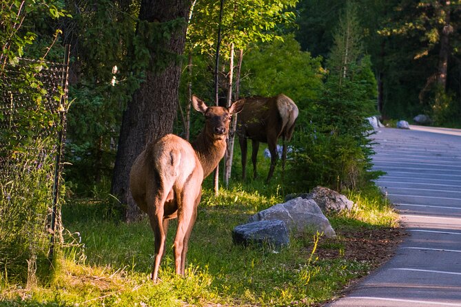 Shuttle Service between Canmore, Banff, Moraine Lake, Lake Louise - Lake Louise: Using Your Window Well at the Most Famous Stop