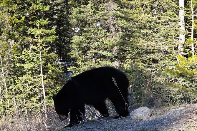Shuttle Service between Canmore, Banff, Moraine Lake, Lake Louise - The Bus Ride: Comfort, Cleanliness, and Guide Help