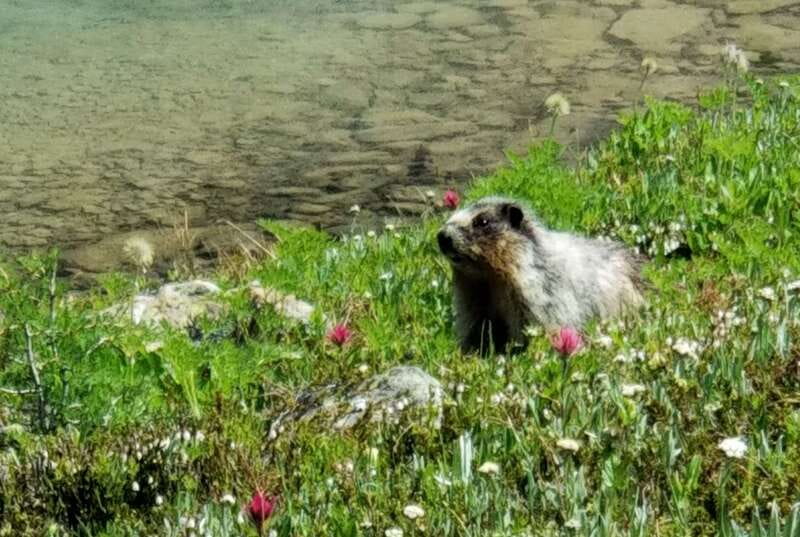Sunshine Meadows Daily Guided Hike with Gondola - Key highlights at a glance