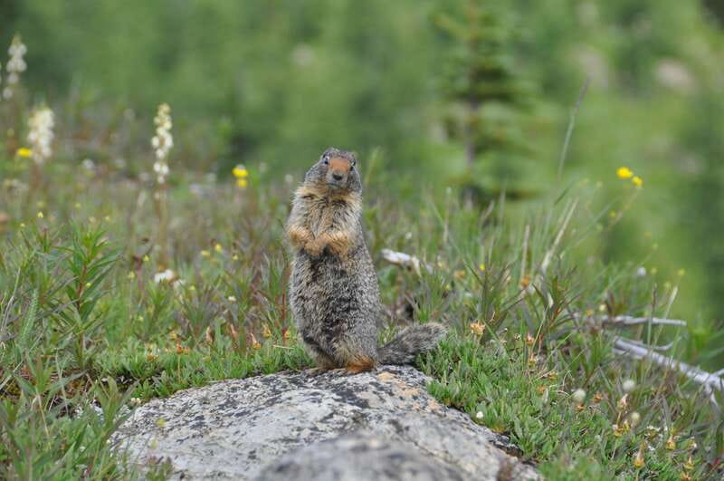 Sunshine Meadows Daily Guided Hike with Gondola - Sunshine Meadows: why this spot feels special