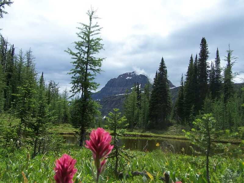 Sunshine Meadows Daily Guided Hike with Gondola - Scenery stops: forests, lakes, streams, and alpine views