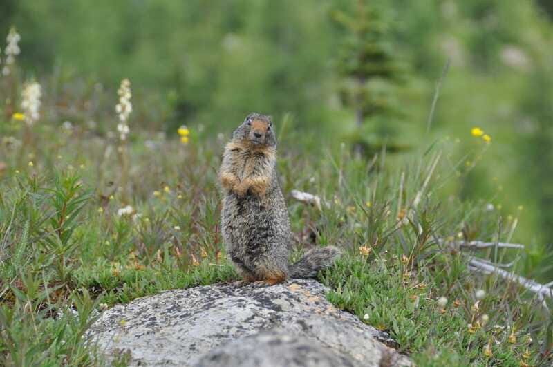Sunshine Meadows Daily Guided Hike with Gondola - What to pack so the day feels comfortable