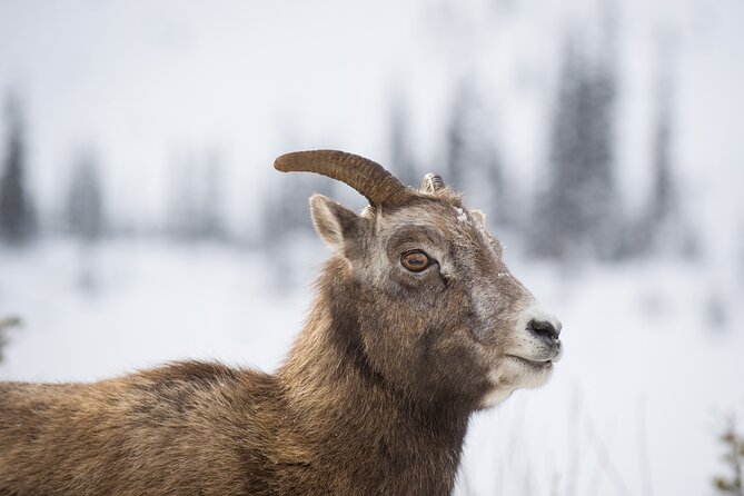 The BANFF NATURE Walk - 2hr Adventure - Key Highlights You’ll Feel on Day One