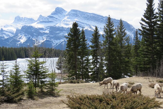 Transfer to Canmore & Banff: Yamnuska Wolfdog Sanctuary Tour - The trade-off: your wolfdog time vs. the rest of the route