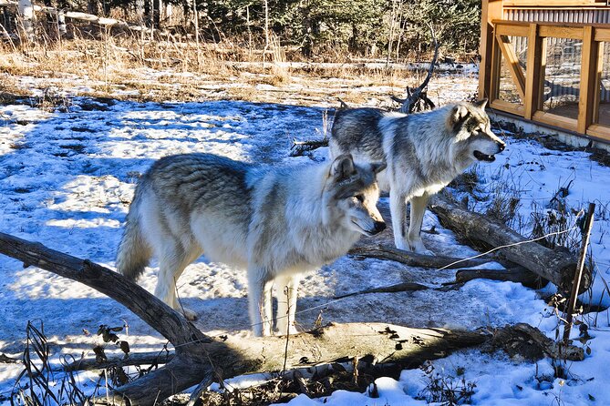 Transfer to Canmore & Banff: Yamnuska Wolfdog Sanctuary Tour - Who this tour suits best