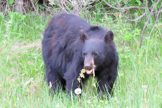 Transfer to Canmore & Banff: Yamnuska Wolfdog Sanctuary Tour - The Rockies en route: wildlife you might actually see